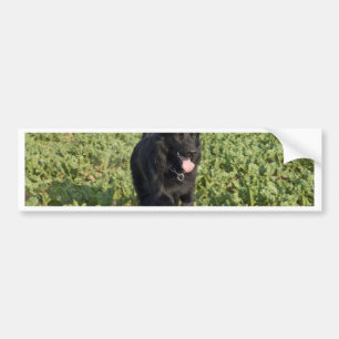 Svart Hund Bildekal