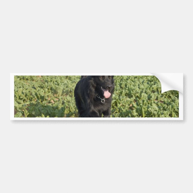 Svart Hund Bildekal (Framsidan)