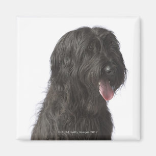 Svart hund, Briard Magnet