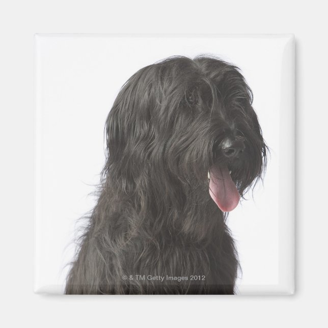 Svart hund, Briard Magnet (Framsidan)