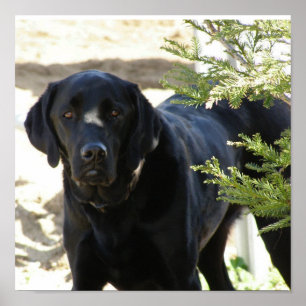 Svart hund för Labrador Retriever Poster