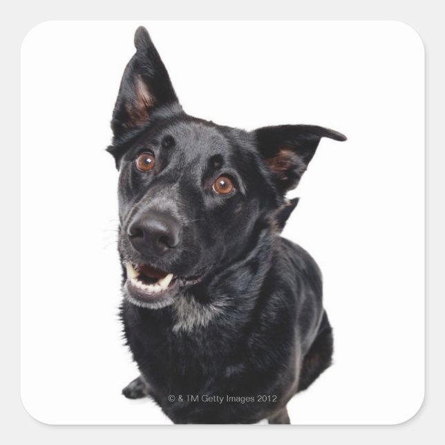 Svart Hund Fyrkantigt Klistermärke (Framsida)