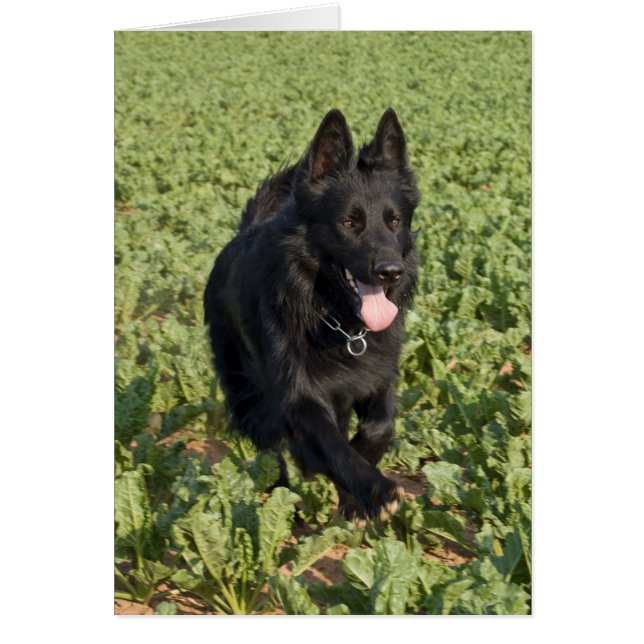 Svart Hund Hälsningskort (Framsidan)