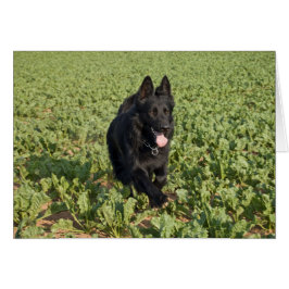 Svart Hund Hälsningskort