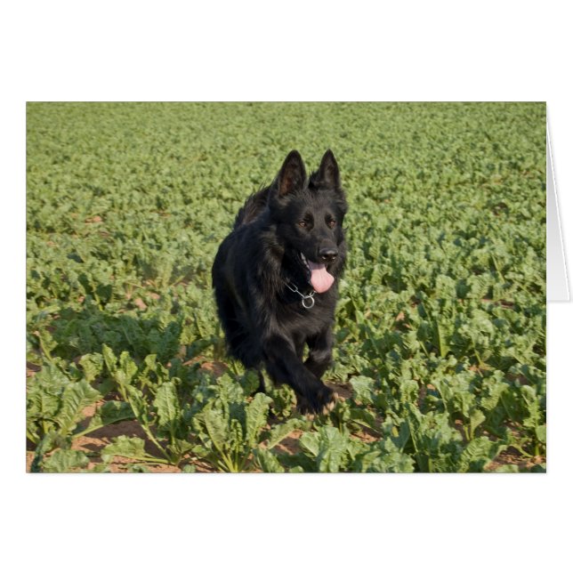 Svart Hund Hälsningskort (Framsidan Horizontal)