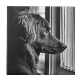 Svart hund kakelplatta