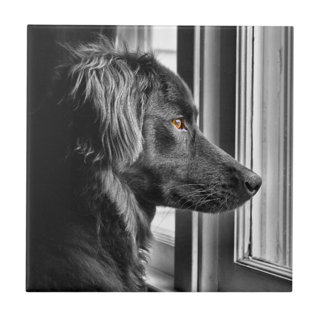 Svart hund kakelplatta (Framsidan)