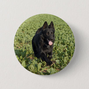 Svart Hund Knapp