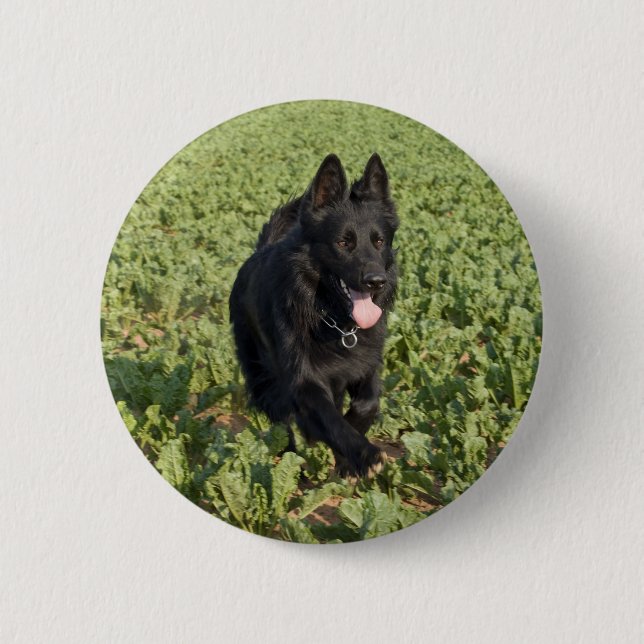 Svart Hund Knapp (Framsida)