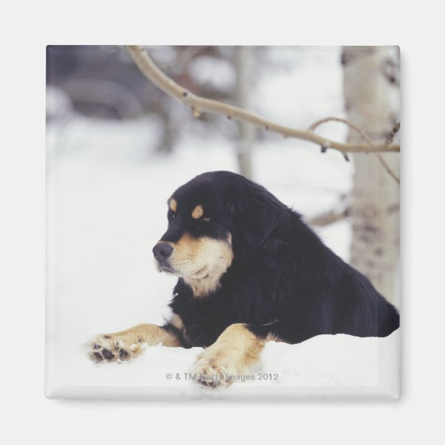Svart hund ljugande i snö magnet (Framsidan)