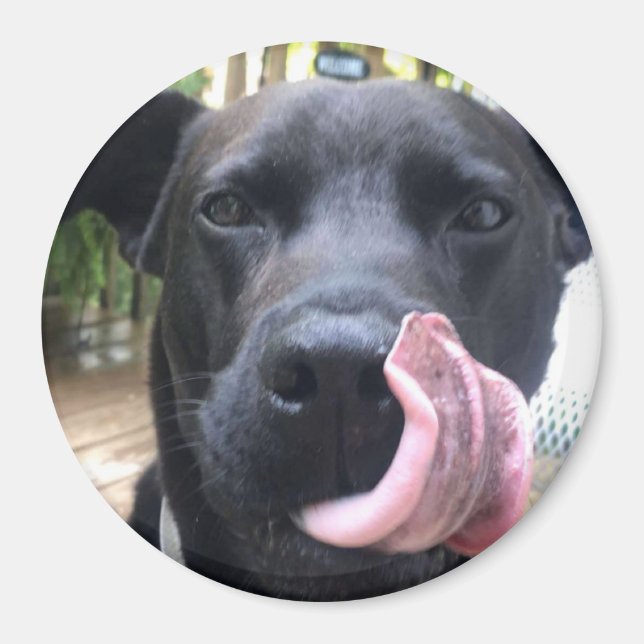 Svart Hund Magnet (Framsidan)
