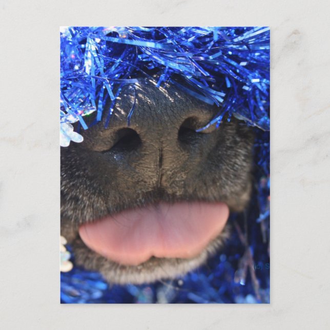 Svart Hund Nose med blått tinsel Tunga ut Vykort (Framsida)