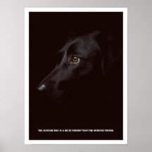 Svart hund Poster