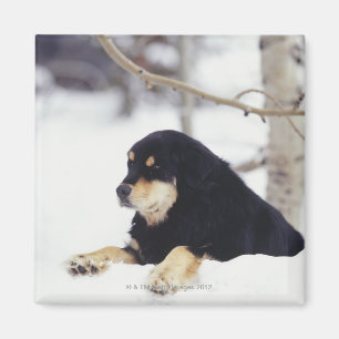 Svart hund som ljuger i snö magnet