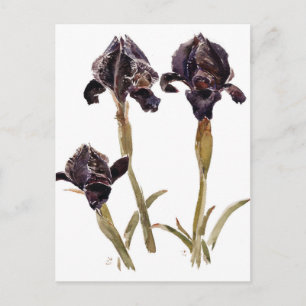Svart iris av Jordanien Vykort