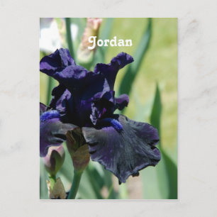 Svart Iris Vykort