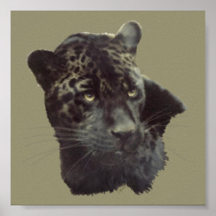 Svart jaguar poster