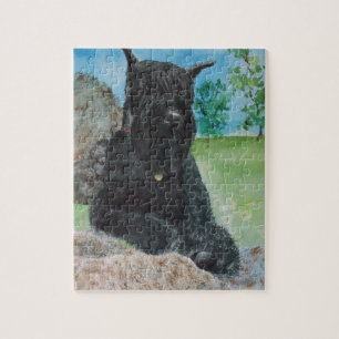 Svart jätte- Schnauzer Pussel