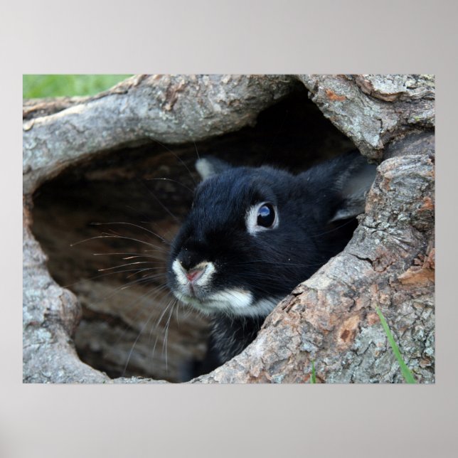 Svart kanin i Hollow i Träd Poster (Framsidan)