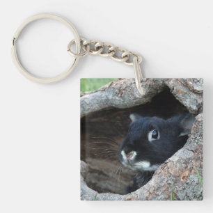 Svart kanin i Hollow på ett foto från Träd