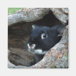 Svart kanin i Hollow på ett foto från Träd Magnet
