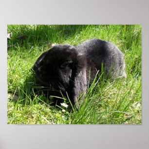 Svart kanin poster