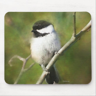 Svart, kantad chickadee-mus musmatta