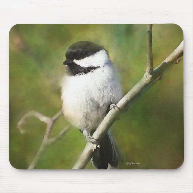 Svart, kantad chickadee-mus musmatta (Framsidan)