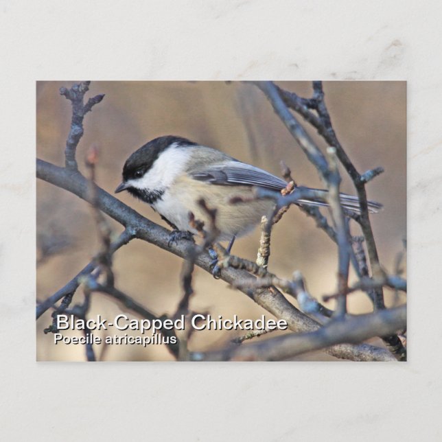 Svart-kapat Chickadee-vykort Vykort (Framsida)