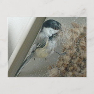 Svart-kapat Chickadee-vykort Vykort