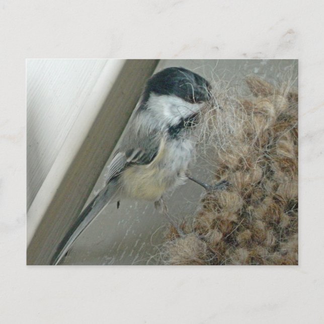Svart-kapat Chickadee-vykort Vykort (Framsida)