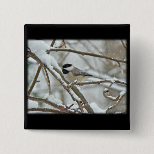 Svart-kapslad Chickadee i Snö Storm Knapp