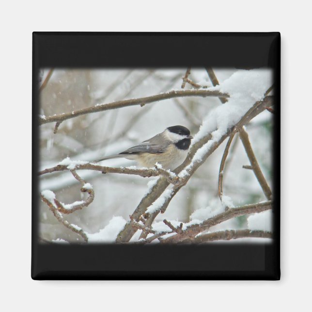 Svart-kapslad Chickadee i Snö Storm Magnet (Framsidan)