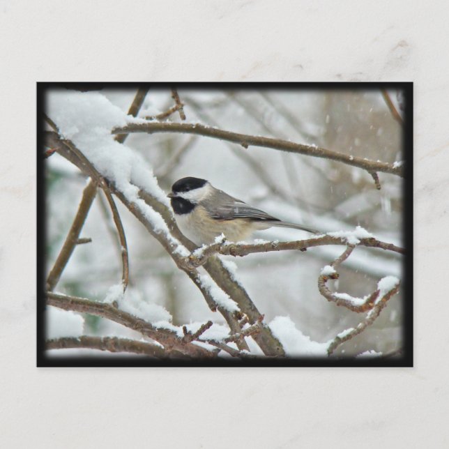 Svart-kapslad Chickadee i Snö Storm Vykort (Framsida)