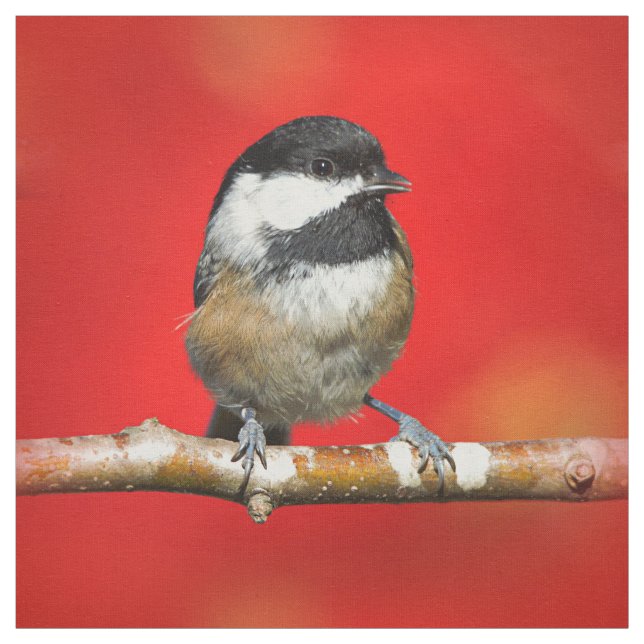 Svart-kapslad Chickadee på höstens röda bakgrund Tyg (Provkarta)