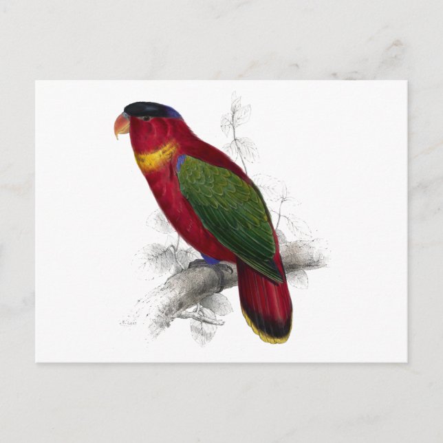 Svart-kapslad Lory av Edward Lear Vykort (Framsida)