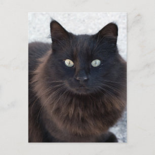SVART KAT-FOTOGRAFIKPOSTKORT VYKORT