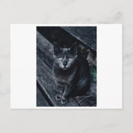 SVART KAT-FOTOGRAFIKPOSTKort Vykort