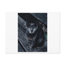 SVART KAT-FOTOGRAFIKPOSTKort