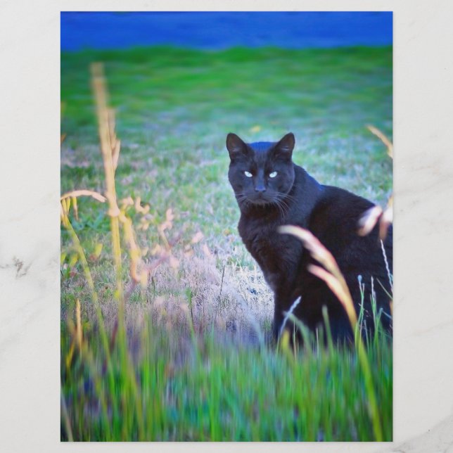 Svart Katt (Framsida)