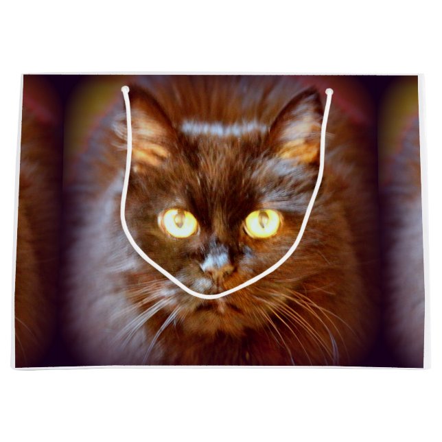 svart katt (Framsidan)