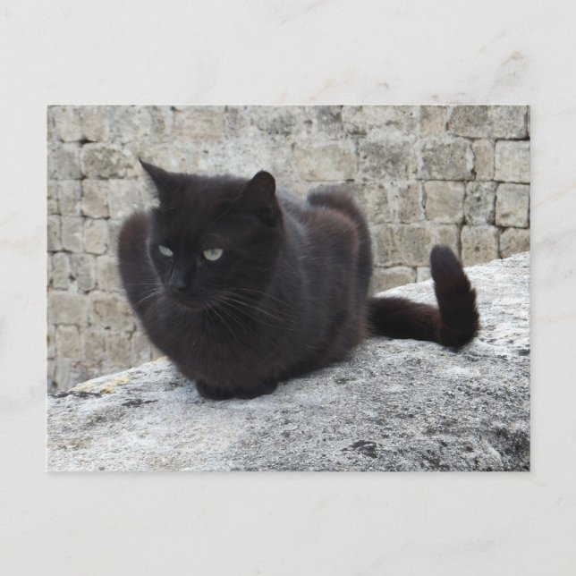 Svart katt anpassad vykort (Framsida)