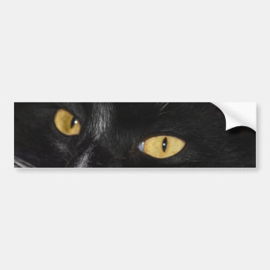 Svart katt bildekal