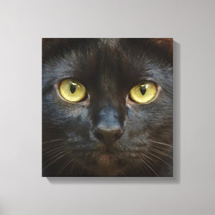 Svart katt canvastryck