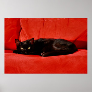 Svart Katt Edgar Poster