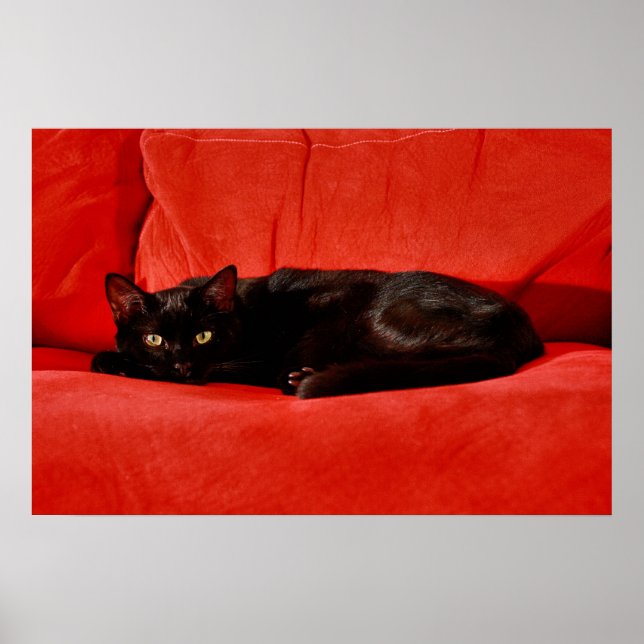 Svart Katt Edgar Poster (Framsidan)