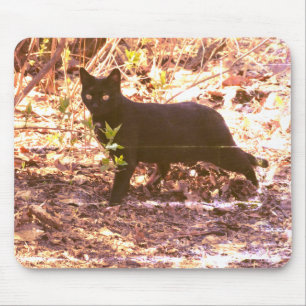 Svart Katt Foto Musmatta