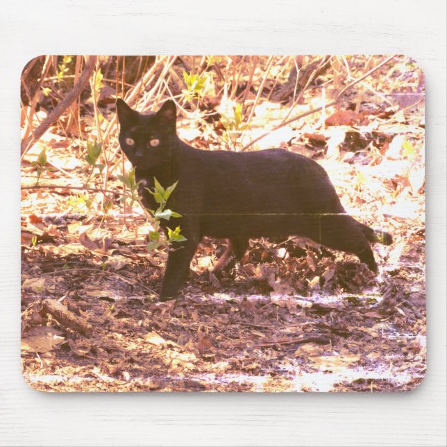 Svart Katt Foto Musmatta (Framsidan)