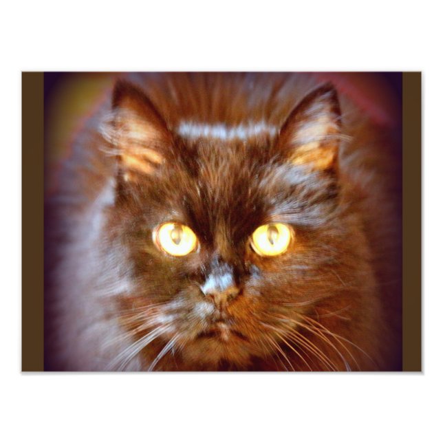 svart katt fototryck (Framsidan)