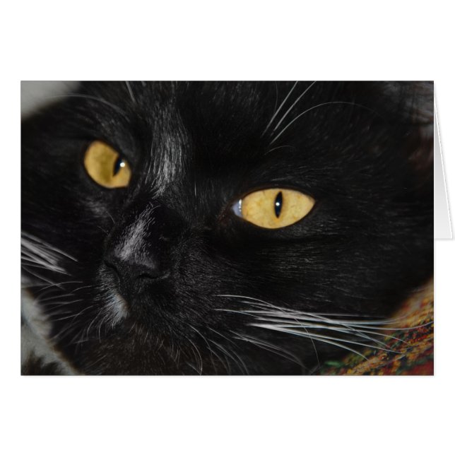 Svart katt hälsningskort (Framsidan Horizontal)